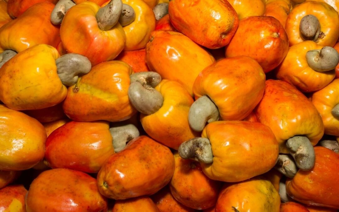 Sustainable Cashew Processing in West Africa