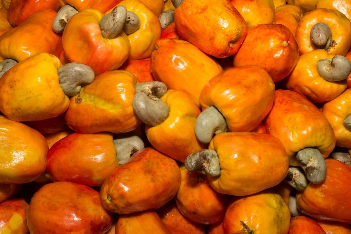 Sustainable Cashew Processing in West Africa