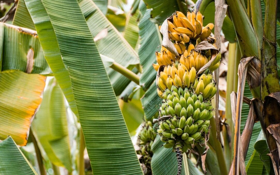 Biofertilizer Production in Mauritius