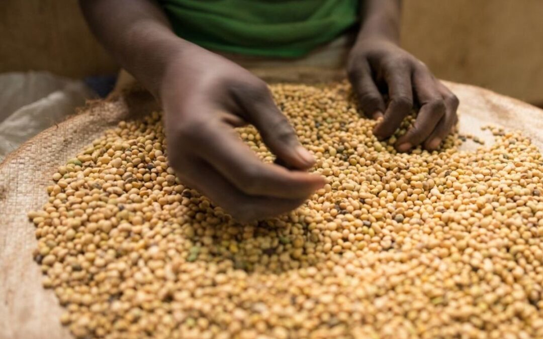 Animal feed production and distribution in Uganda