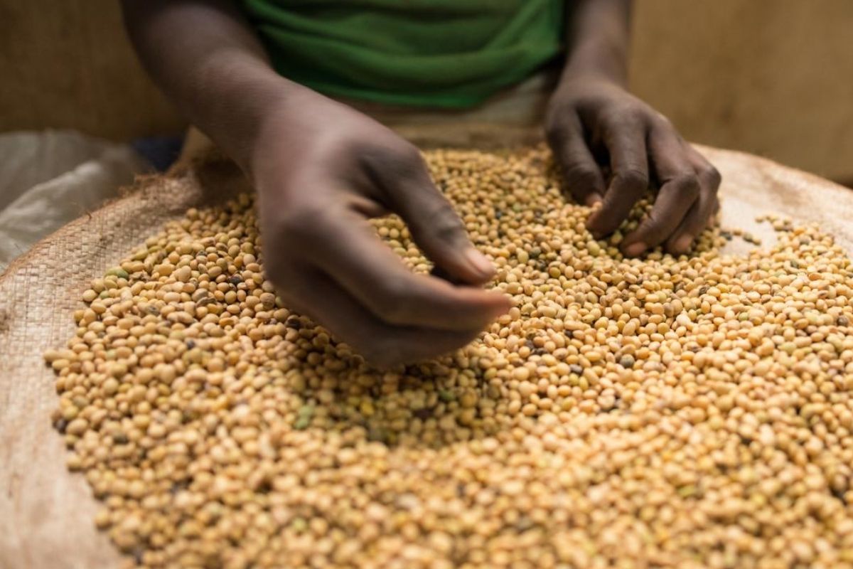 Animal feed production and distribution in Uganda