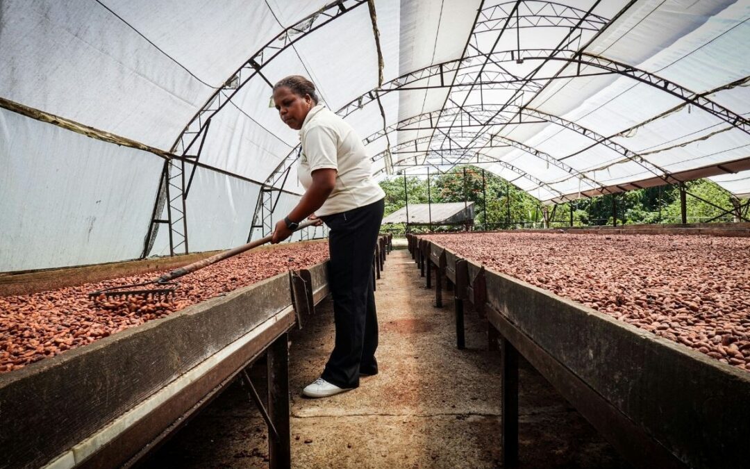 Cocoa Processing in Sierra Leone