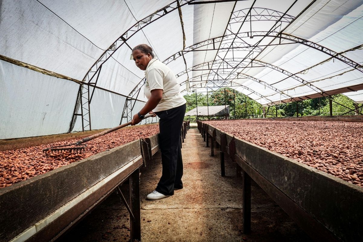 Cocoa Processing in Sierra Leone